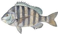 Sheepshead