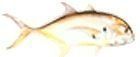 Crevalle Jack